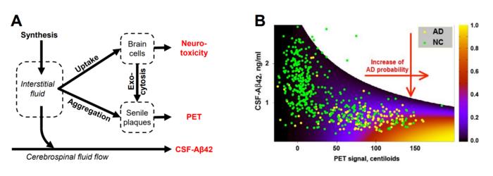 Multicompartment model of beta-amyloid turnover and cytotoxicity