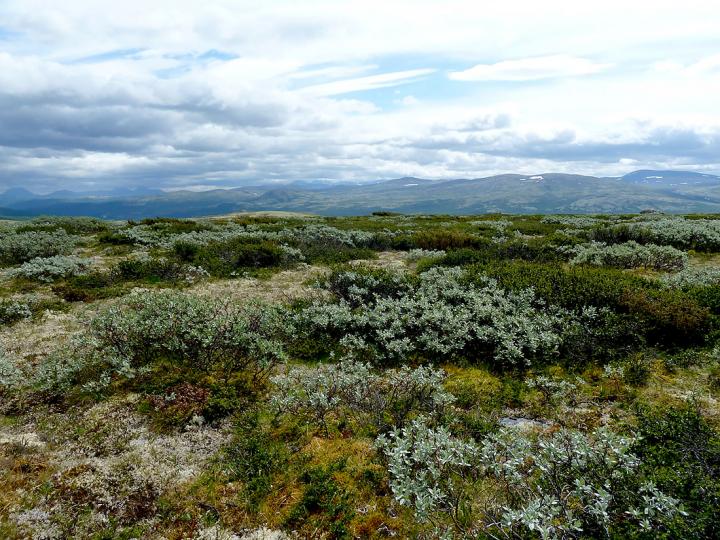 Uncovering the Secrets of High-Latitude Alpine Areas