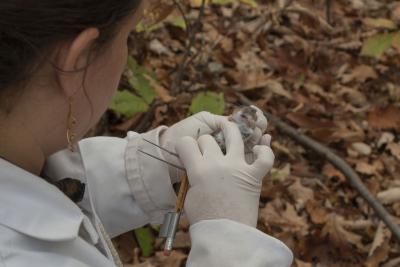 Tagging a White-footed Mouse