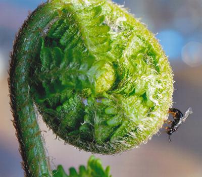 The Female of the Sawfly, <i>B. filiceti</i>