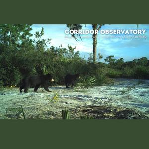Florida Black Bear Cubs