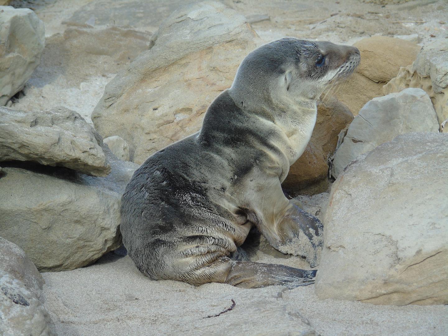 Emaciated Sea Lion Pup
