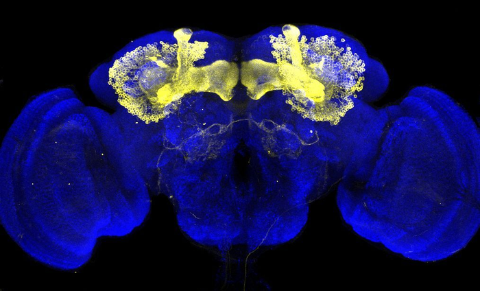 Brain of the fruit fly Drosophila melanogaster