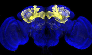 Brain of the fruit fly Drosophila melanogaster