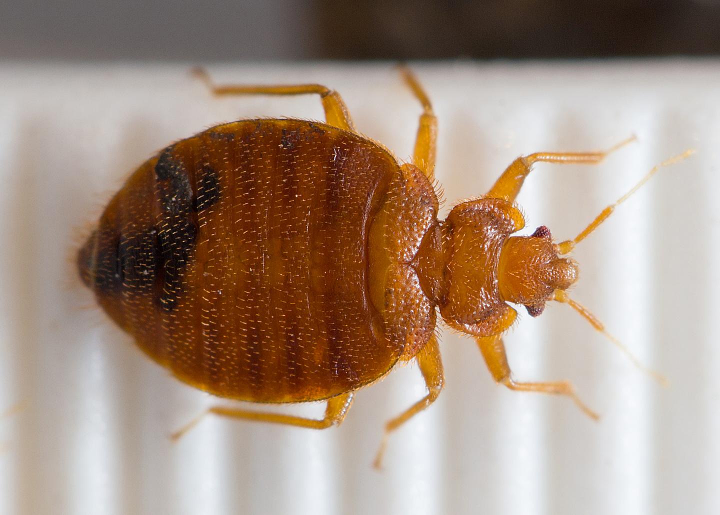 Bedbug Genome Provides Insights Into A Bloodsucker On The Rebound