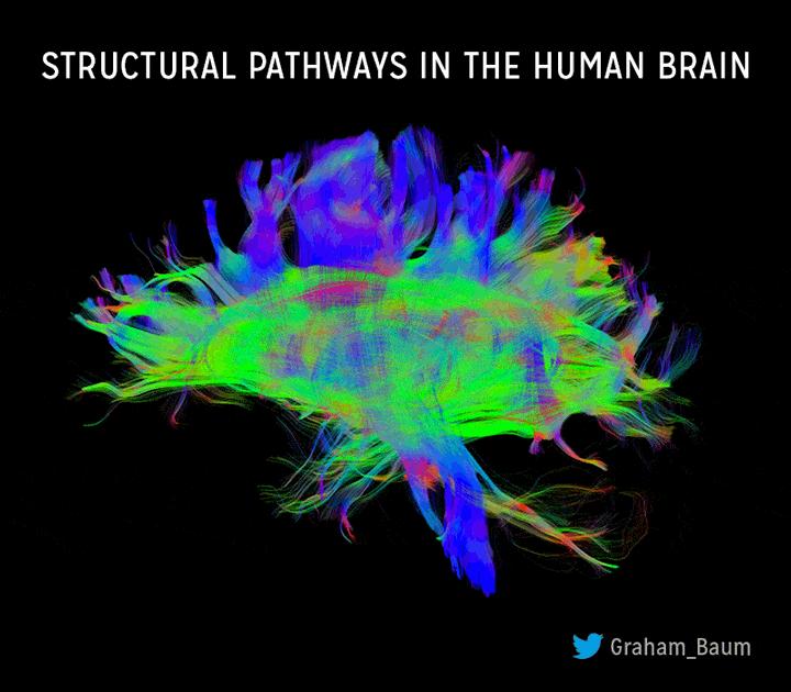 Structural Pathways in the Human Brain