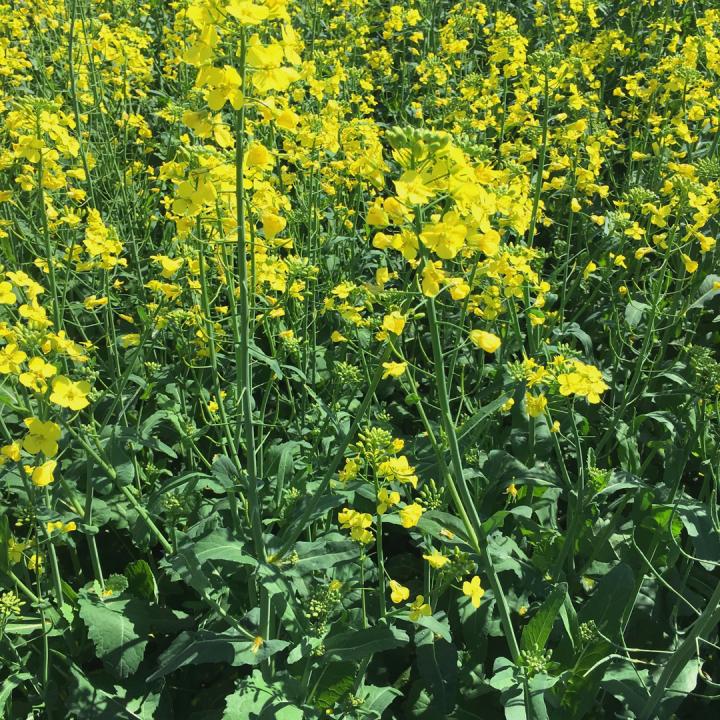 Canola Flowering