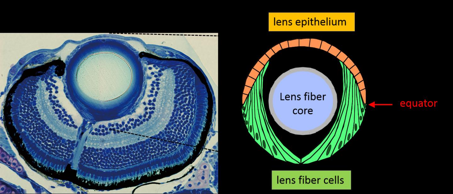 Diagram of the Zebrafish Eye