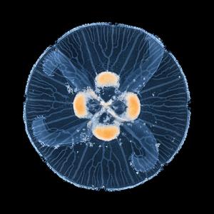 Loops forming when one of the branches reaches the boundary of the system - a phenomenon that researchers describe in the recent publication they first noticed in the canal network of the Aurelia jellyfish gastrovascular system