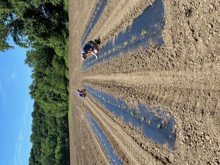 Planting cantaloupe