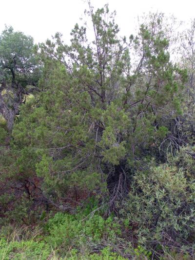 Alligator Juniper