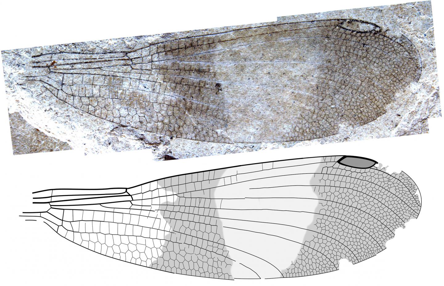 Okanagrion hobani wing