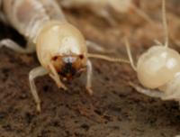 Termites (2 of 2)