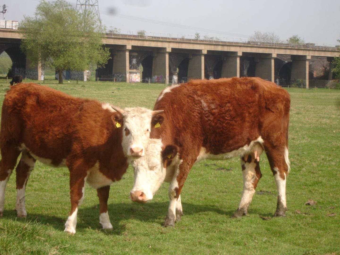 Two Cows