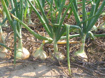 Cover Crop Mulches Tested for No-till Organic Onions
