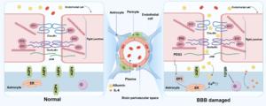 Endothelial cell, astrocyte, and BBB interface.