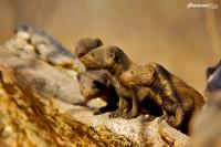 Dwarf Mongooses (<i>Helogale parvula</i>)