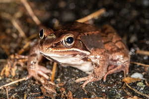 Wood frog photo