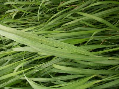 Marafivirus in Switchgrass