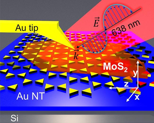 MoS2/Au Nanotriangle (NT) Heterostructure for TERS