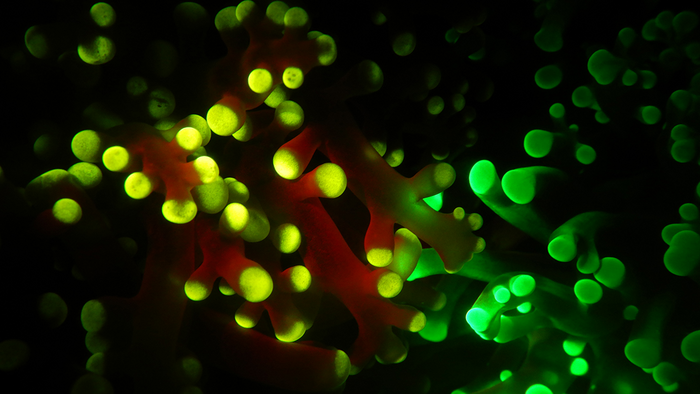 Corals display glowing colors (fluorescence)