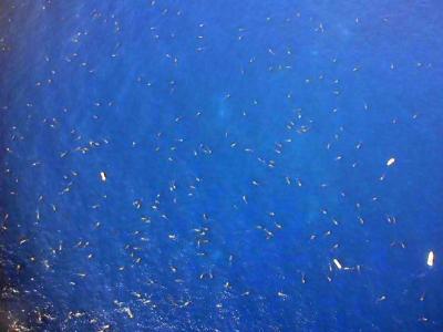 Aerial Shot of Whale Sharks (1 of 2)