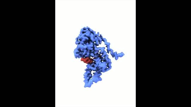 核タンパク質−RNA複合体の立体構造