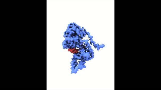 Ebola Nucleocapsid Video