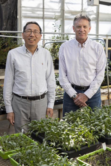 Arkansas Spinach Research Grant - Shi and Correll