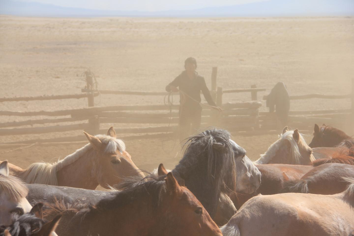 Man Catching Mongolian Horse (1 of 2)