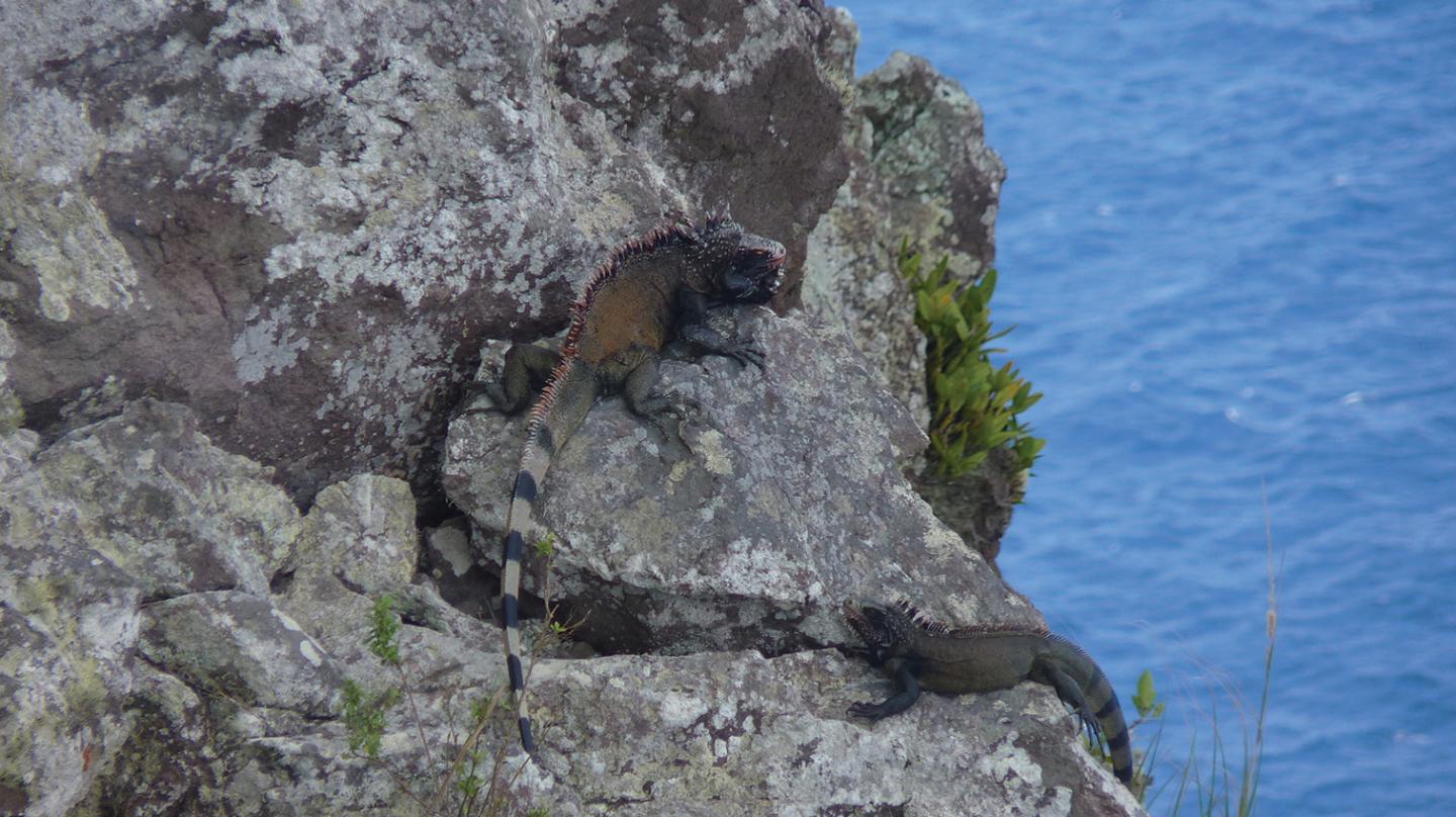 Iguana Melanoderma Sunbathing