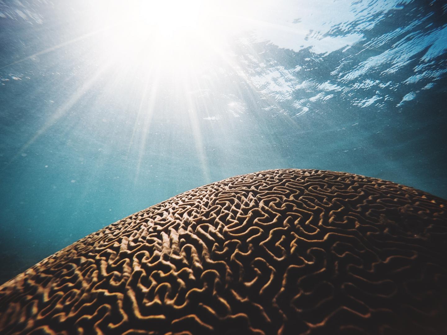 Brain Coral