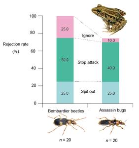Rejection rates of the bombardier beetle Pheropsophus occipitalis jessoensis and the assassin bug Sirthenea flavipes by the pond frog Pelophylax nigromaculatus.
