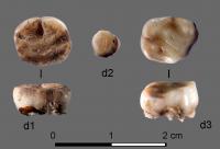 31,000-Year-Old Milk Teeth