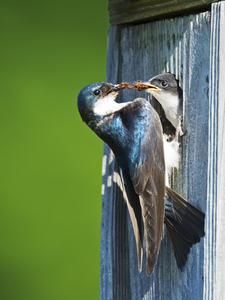 Tree Swallow