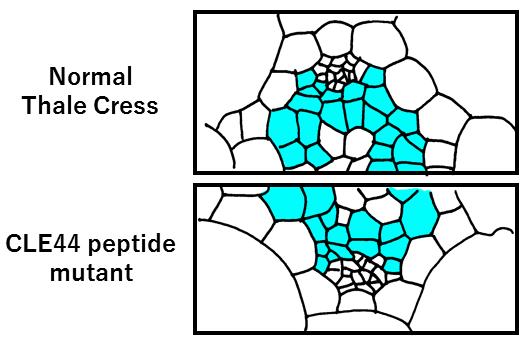 Representation of CLE44 Mutant Microscopic Observations