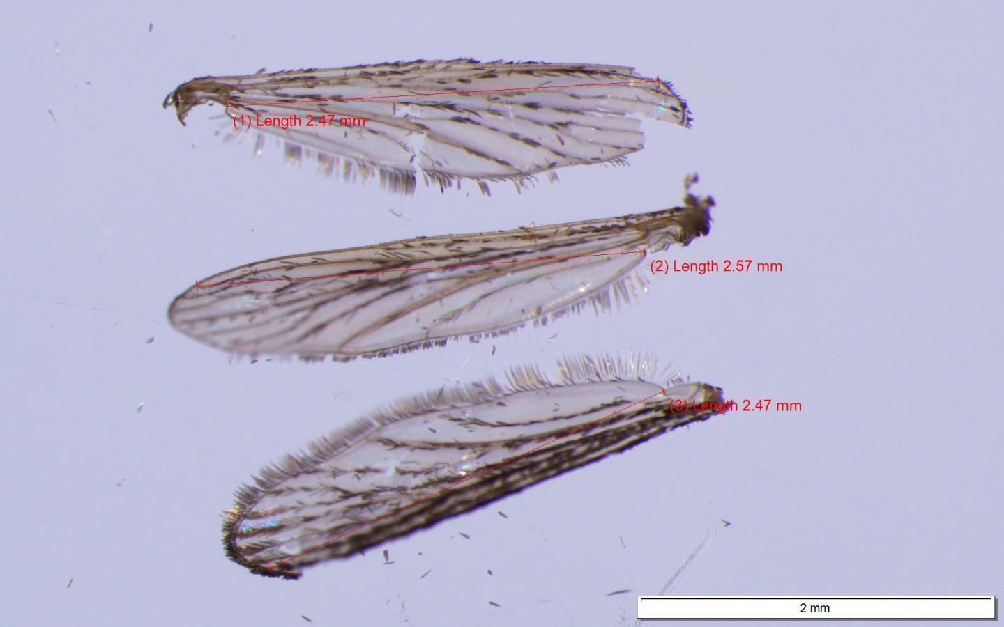 Mosquito Wings [IMAGE] EurekAlert! Science News Releases