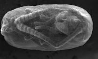Electron Microscope Image of Cocooned Ant Pupa