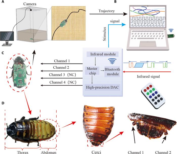 The cyborg insect is composed of the Madagascar hissing cockroach and a wireless stimulation backpack on its back.