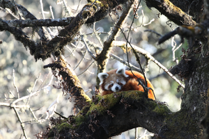 Red panda in tree