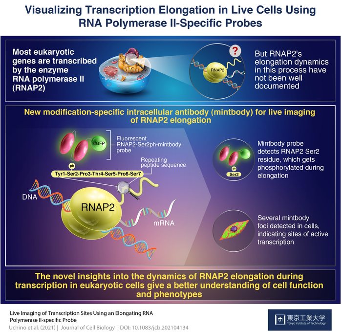 Visualizing Transcription Elongation in Live Cells Using RNA Polymerase II-Specific Probes