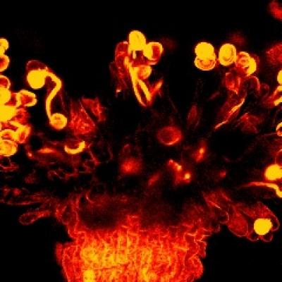 Germination of Pollen Grains