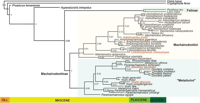 A sabertooth tiger family tree CREDIT iScience Jiangzuo et al.