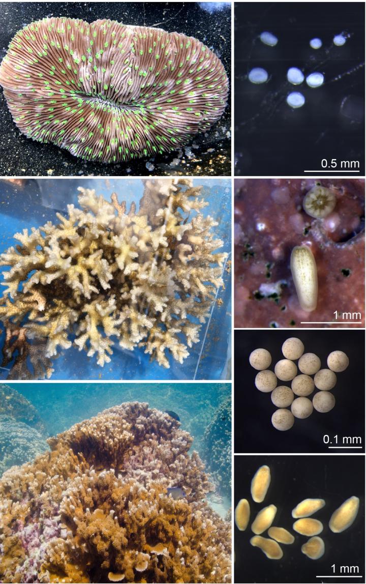 Adult and Larvae of the Hawaiian Corals