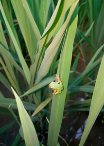 Hyla annectans wulingensis (photo by Maojun Zhong)