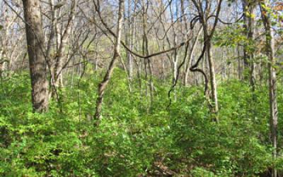 Stand of the Invasive Plant Amur Honeysuckle at the Tyson Research Center in Missouri