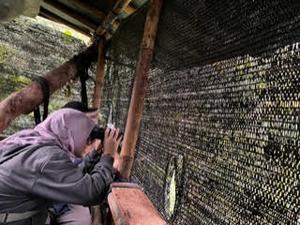 Observing a Javan Hawk-Eagle nest from a blind