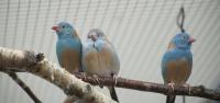 Blue-Capped Cordon-Bleu Songbirds