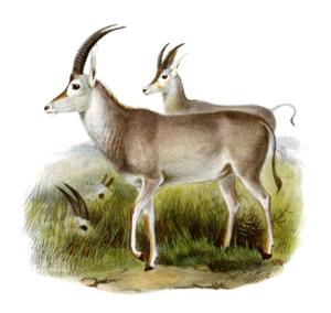 Fig_2_The_book_of_antelopes_(1894)_Hippotragus_leucophaeus