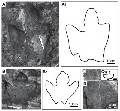 Figure 3 from Fiorillo et al.